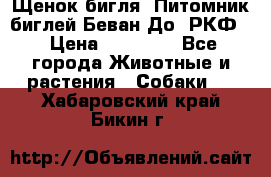 Щенок бигля. Питомник биглей Беван-До (РКФ) › Цена ­ 20 000 - Все города Животные и растения » Собаки   . Хабаровский край,Бикин г.